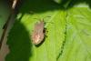 Coreus marginatus